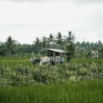 Wulan Guritno Instagram - Bentar yaa,.. mau keliling sawah naik Pedati trus nyemplung di sungai duluuu..... thank you @tegsaadventure yang udah aturin ini semua Gunung Merapi, Kaliurang, Jogja..