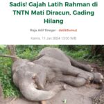 Wulan Guritno Instagram - RIP GAJAH KAPTEN RAHMAN YANG DI RACUN DAN AMBIL GADINGNYA 🥀 Saat kami berkunjung ke taman nasional TESSO NILO bertemu Elephant Flying Squad / tim patroli gajah yang terdiri dari mahout / pawang dan gajah terlatih Dan RAHMAN yang di racun dan ambil gadingnya adalah kapten nya. Mereka bertugas menggiring gajah liar yang memasuki kebun masyarakat kembali ke habitatnya . Sehingga mengurangi konflik antara manusia & gajah Mereka yg menjaga ekosistem bumi. Yg menjaga konflik manusia dah gajah. Yg menjaga kelangsungan hidup masa depan kedua belah pihak. ___________________________________________________ Turut berdukacita atas kepergian Gajah Rahman @btn_tessonilo. Kami yang pernah bertemu juga turut merasa sangat sedih. Kami mendukung @gakkum_klhk untuk mengusut tuntas hingga pembunuhnya tertangkap dan mendapat ganjaran yang sesuai. Jangan biarkan terjadi lebih banyak lagi konflik antara manusia dan gajah. Tesso Nilo National Park