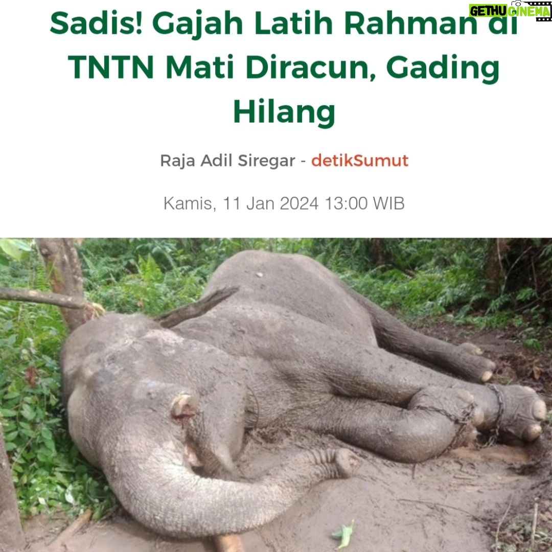 Wulan Guritno Instagram - RIP GAJAH KAPTEN RAHMAN YANG DI RACUN DAN AMBIL GADINGNYA 🥀 Saat kami berkunjung ke taman nasional TESSO NILO bertemu Elephant Flying Squad / tim patroli gajah yang terdiri dari mahout / pawang dan gajah terlatih Dan RAHMAN yang di racun dan ambil gadingnya adalah kapten nya. Mereka bertugas menggiring gajah liar yang memasuki kebun masyarakat kembali ke habitatnya . Sehingga mengurangi konflik antara manusia & gajah Mereka yg menjaga ekosistem bumi. Yg menjaga konflik manusia dah gajah. Yg menjaga kelangsungan hidup masa depan kedua belah pihak. ___________________________________________________ Turut berdukacita atas kepergian Gajah Rahman @btn_tessonilo. Kami yang pernah bertemu juga turut merasa sangat sedih. Kami mendukung @gakkum_klhk untuk mengusut tuntas hingga pembunuhnya tertangkap dan mendapat ganjaran yang sesuai. Jangan biarkan terjadi lebih banyak lagi konflik antara manusia dan gajah. Tesso Nilo National Park