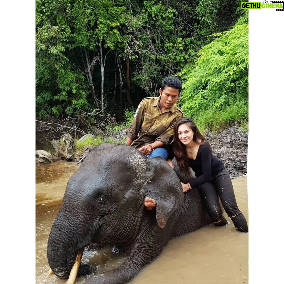 Wulan Guritno Instagram - RIP GAJAH KAPTEN RAHMAN YANG DI RACUN DAN AMBIL GADINGNYA 🥀 Saat kami berkunjung ke taman nasional TESSO NILO bertemu Elephant Flying Squad / tim patroli gajah yang terdiri dari mahout / pawang dan gajah terlatih Dan RAHMAN yang di racun dan ambil gadingnya adalah kapten nya. Mereka bertugas menggiring gajah liar yang memasuki kebun masyarakat kembali ke habitatnya . Sehingga mengurangi konflik antara manusia & gajah Mereka yg menjaga ekosistem bumi. Yg menjaga konflik manusia dah gajah. Yg menjaga kelangsungan hidup masa depan kedua belah pihak. ___________________________________________________ Turut berdukacita atas kepergian Gajah Rahman @btn_tessonilo. Kami yang pernah bertemu juga turut merasa sangat sedih. Kami mendukung @gakkum_klhk untuk mengusut tuntas hingga pembunuhnya tertangkap dan mendapat ganjaran yang sesuai. Jangan biarkan terjadi lebih banyak lagi konflik antara manusia dan gajah. Tesso Nilo National Park