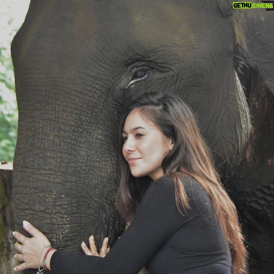 Wulan Guritno Instagram - RIP GAJAH KAPTEN RAHMAN YANG DI RACUN DAN AMBIL GADINGNYA 🥀 Saat kami berkunjung ke taman nasional TESSO NILO bertemu Elephant Flying Squad / tim patroli gajah yang terdiri dari mahout / pawang dan gajah terlatih Dan RAHMAN yang di racun dan ambil gadingnya adalah kapten nya. Mereka bertugas menggiring gajah liar yang memasuki kebun masyarakat kembali ke habitatnya . Sehingga mengurangi konflik antara manusia & gajah Mereka yg menjaga ekosistem bumi. Yg menjaga konflik manusia dah gajah. Yg menjaga kelangsungan hidup masa depan kedua belah pihak. ___________________________________________________ Turut berdukacita atas kepergian Gajah Rahman @btn_tessonilo. Kami yang pernah bertemu juga turut merasa sangat sedih. Kami mendukung @gakkum_klhk untuk mengusut tuntas hingga pembunuhnya tertangkap dan mendapat ganjaran yang sesuai. Jangan biarkan terjadi lebih banyak lagi konflik antara manusia dan gajah. Tesso Nilo National Park