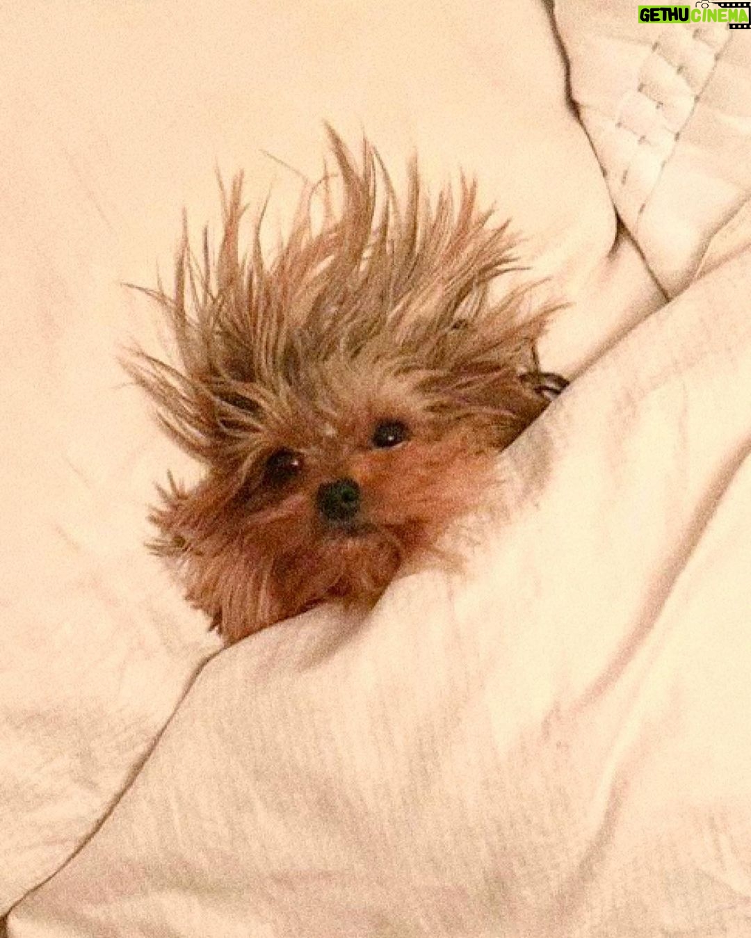 Xuxa Instagram - Na caminha da mamãe… 😍🐾 @doralicemenegheloficial