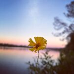 Yan Xiaonan Instagram - Peace 🌼