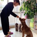 Yan Xiaonan Instagram - Miss my three little buddies at home 🐶🐶🐶 #dog #doglover #dogsofinstagram #puppy #puppylove #puppylife