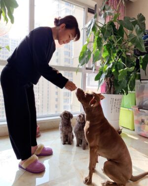 Yan Xiaonan Instagram - Miss my three little buddies at home 🐶🐶🐶

#dog #doglover #dogsofinstagram #puppy #puppylove #puppylife