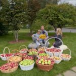 Yana Rudkovskaya Instagram – Начался урожай яблок из нашего сада в Подмосковье где мы живем ! Каждый день мы собираем минимум 10 корзин и угощаем всех спортсменов и гостей в @angelsofplushenko 🍏🍏🍏