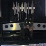 Yannick De Martino Instagram - L’affiche promotionnelle de ma prochaine pièce de théâtre d’horreur : un minou sur Elm Street le vendredi soir qui donne des frissons.