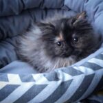 Yannick De Martino Instagram - Je l’ai adopté même si j’en suis allergique. #magnifiquehibou
