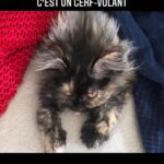 Yannick De Martino Instagram - Petit lapin furax.