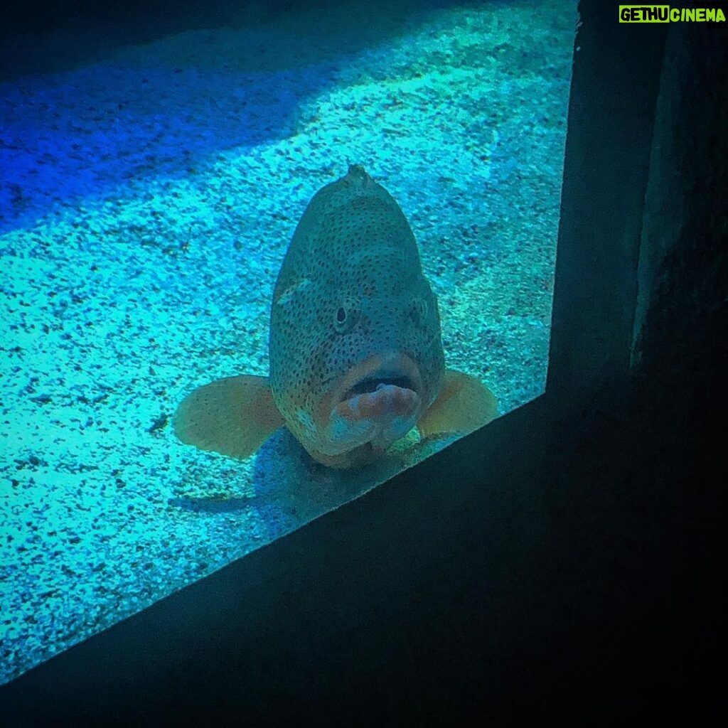 Yannick De Martino Instagram - J’ai enfin trouvé mon poisson favoris ! Je ne me souviens plus de son nom mais je crois que c’est « j’ai vu quelque chose que je n’aurais pas dû sur un site web et maintenant je suis traumatisé à jamais des mers ».