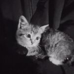Yasamin Jasem Instagram - Pamali Dusun Pocong spoiler with no context 🐱