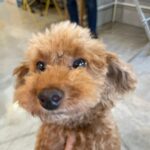 Yasuda Momone Instagram - ドッグカフェに行ってきました🐶 . . . わんちゃんメニューもいっぱいあったのでオススメです☺️ 保護犬活動もされていて、とってもかわいいわんちゃんと触れ合えました💓 トイプードルちゃんはずっと元気いっぱいでたくさんなでさせてくれました💞 犬にも人にもフレンドリーでした🫧 チワワちゃんは怖がりみたいで 初めは自分のベッドからなかなか出てこなかったけど、時間が経つにつれて自分から近づいてきてくれました💖かわいすぎる😮‍💨 癒されました🐾 . . . #保護犬のいるドッグカフェゼロ #犬 #保護犬カフェ #トイプードル #チワワ #犬スタグラム #いぬすたぐらむ #犬のいる暮らし #犬同伴カフェ #osaka #dog #dogstagram