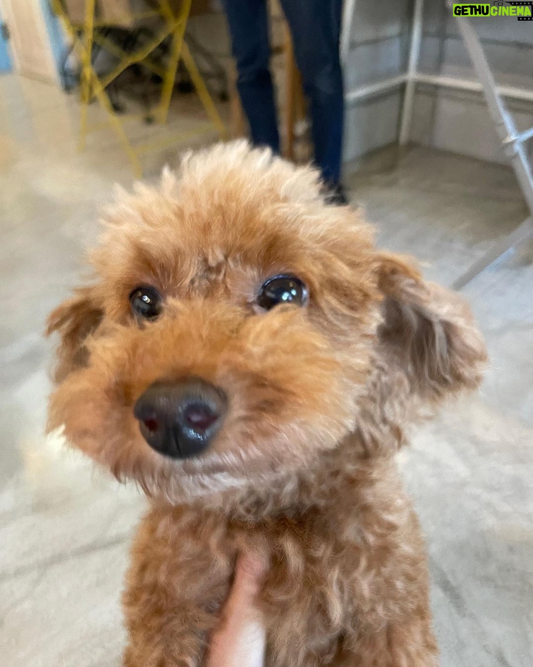 Yasuda Momone Instagram - ドッグカフェに行ってきました🐶 . . . わんちゃんメニューもいっぱいあったのでオススメです☺️ 保護犬活動もされていて、とってもかわいいわんちゃんと触れ合えました💓 トイプードルちゃんはずっと元気いっぱいでたくさんなでさせてくれました💞 犬にも人にもフレンドリーでした🫧 チワワちゃんは怖がりみたいで 初めは自分のベッドからなかなか出てこなかったけど、時間が経つにつれて自分から近づいてきてくれました💖かわいすぎる😮💨 癒されました🐾 . . . #保護犬のいるドッグカフェゼロ #犬 #保護犬カフェ #トイプードル #チワワ #犬スタグラム #いぬすたぐらむ #犬のいる暮らし #犬同伴カフェ #osaka #dog #dogstagram