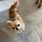 Yasuda Momone Instagram - ドッグカフェに行ってきました🐶 . . . わんちゃんメニューもいっぱいあったのでオススメです☺️ 保護犬活動もされていて、とってもかわいいわんちゃんと触れ合えました💓 トイプードルちゃんはずっと元気いっぱいでたくさんなでさせてくれました💞 犬にも人にもフレンドリーでした🫧 チワワちゃんは怖がりみたいで 初めは自分のベッドからなかなか出てこなかったけど、時間が経つにつれて自分から近づいてきてくれました💖かわいすぎる😮‍💨 癒されました🐾 . . . #保護犬のいるドッグカフェゼロ #犬 #保護犬カフェ #トイプードル #チワワ #犬スタグラム #いぬすたぐらむ #犬のいる暮らし #犬同伴カフェ #osaka #dog #dogstagram