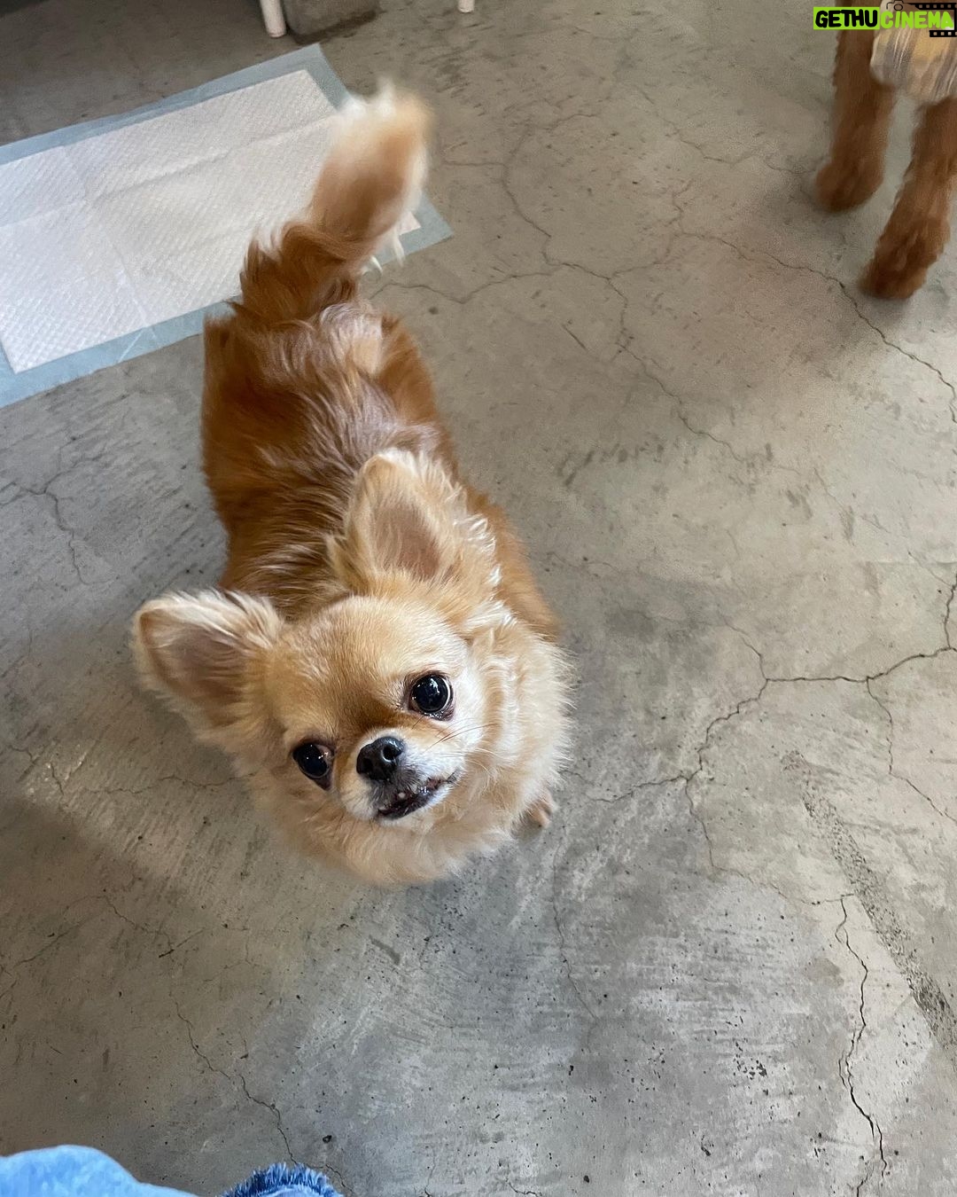 Yasuda Momone Instagram - ドッグカフェに行ってきました🐶 . . . わんちゃんメニューもいっぱいあったのでオススメです☺️ 保護犬活動もされていて、とってもかわいいわんちゃんと触れ合えました💓 トイプードルちゃんはずっと元気いっぱいでたくさんなでさせてくれました💞 犬にも人にもフレンドリーでした🫧 チワワちゃんは怖がりみたいで 初めは自分のベッドからなかなか出てこなかったけど、時間が経つにつれて自分から近づいてきてくれました💖かわいすぎる😮💨 癒されました🐾 . . . #保護犬のいるドッグカフェゼロ #犬 #保護犬カフェ #トイプードル #チワワ #犬スタグラム #いぬすたぐらむ #犬のいる暮らし #犬同伴カフェ #osaka #dog #dogstagram