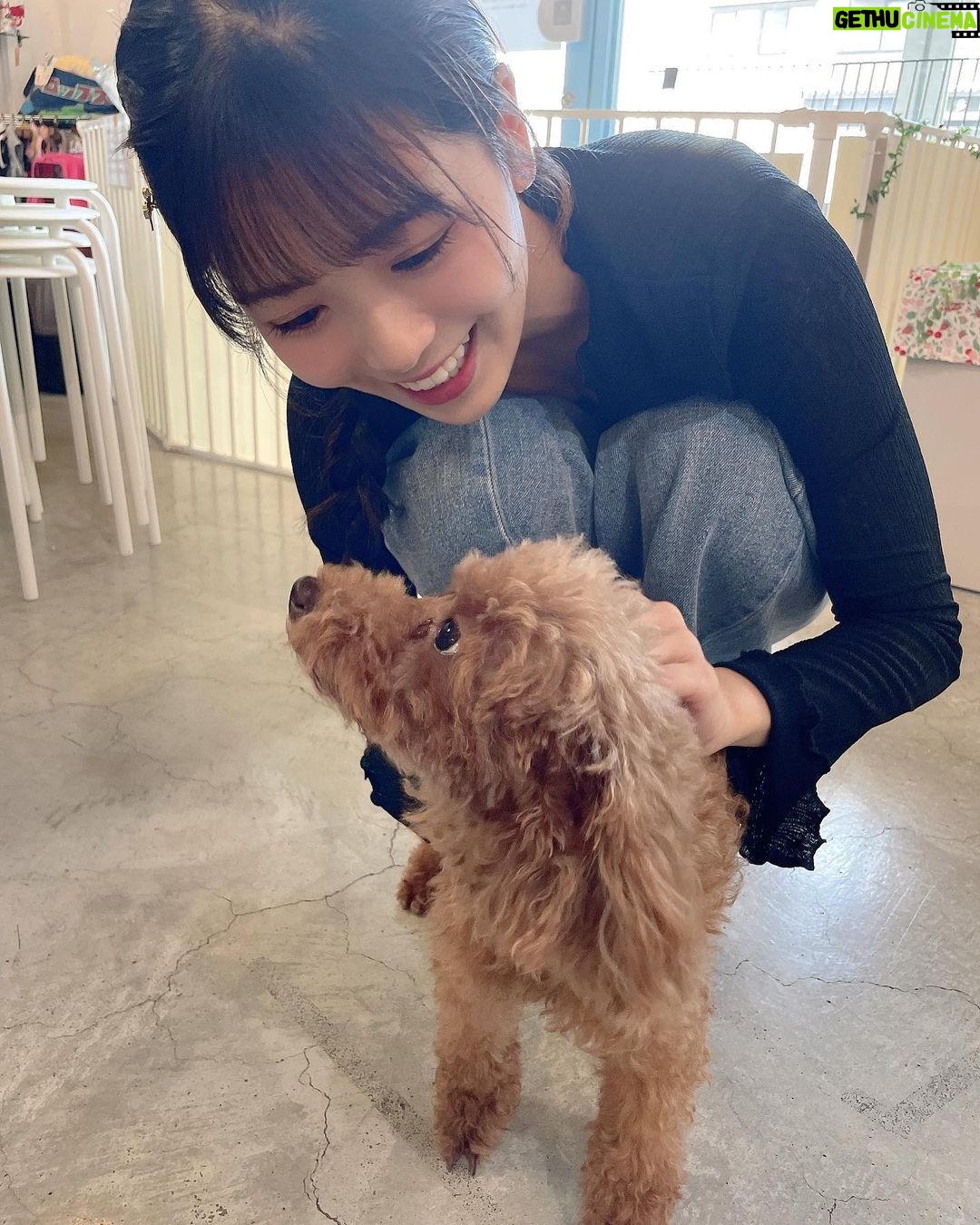 Yasuda Momone Instagram - ドッグカフェに行ってきました🐶 . . . わんちゃんメニューもいっぱいあったのでオススメです☺️ 保護犬活動もされていて、とってもかわいいわんちゃんと触れ合えました💓 トイプードルちゃんはずっと元気いっぱいでたくさんなでさせてくれました💞 犬にも人にもフレンドリーでした🫧 チワワちゃんは怖がりみたいで 初めは自分のベッドからなかなか出てこなかったけど、時間が経つにつれて自分から近づいてきてくれました💖かわいすぎる😮💨 癒されました🐾 . . . #保護犬のいるドッグカフェゼロ #犬 #保護犬カフェ #トイプードル #チワワ #犬スタグラム #いぬすたぐらむ #犬のいる暮らし #犬同伴カフェ #osaka #dog #dogstagram