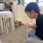 Yasuda Momone Instagram - ドッグカフェに行ってきました🐶 . . . わんちゃんメニューもいっぱいあったのでオススメです☺️ 保護犬活動もされていて、とってもかわいいわんちゃんと触れ合えました💓 トイプードルちゃんはずっと元気いっぱいでたくさんなでさせてくれました💞 犬にも人にもフレンドリーでした🫧 チワワちゃんは怖がりみたいで 初めは自分のベッドからなかなか出てこなかったけど、時間が経つにつれて自分から近づいてきてくれました💖かわいすぎる😮‍💨 癒されました🐾 . . . #保護犬のいるドッグカフェゼロ #犬 #保護犬カフェ #トイプードル #チワワ #犬スタグラム #いぬすたぐらむ #犬のいる暮らし #犬同伴カフェ #osaka #dog #dogstagram