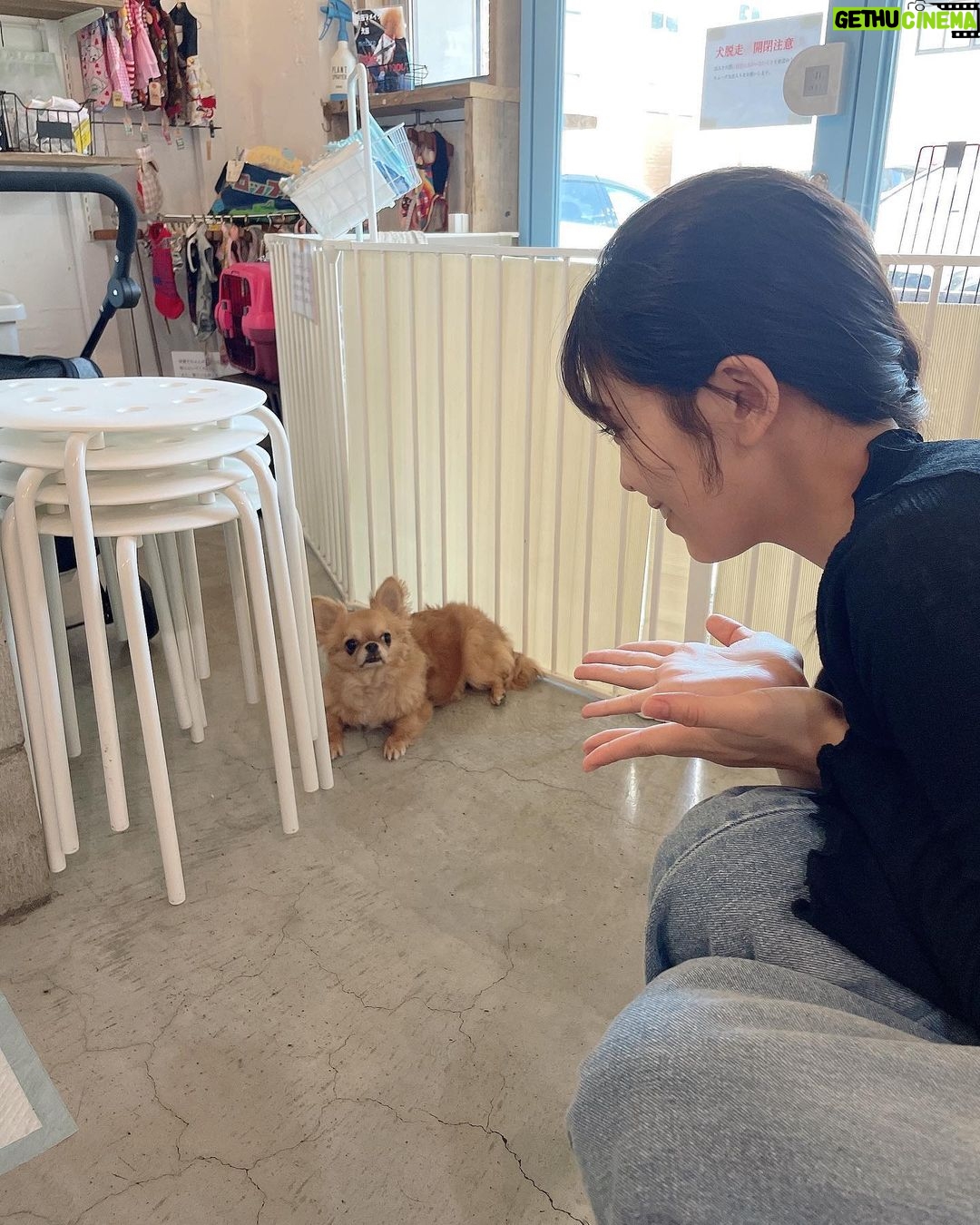 Yasuda Momone Instagram - ドッグカフェに行ってきました🐶 . . . わんちゃんメニューもいっぱいあったのでオススメです☺️ 保護犬活動もされていて、とってもかわいいわんちゃんと触れ合えました💓 トイプードルちゃんはずっと元気いっぱいでたくさんなでさせてくれました💞 犬にも人にもフレンドリーでした🫧 チワワちゃんは怖がりみたいで 初めは自分のベッドからなかなか出てこなかったけど、時間が経つにつれて自分から近づいてきてくれました💖かわいすぎる😮💨 癒されました🐾 . . . #保護犬のいるドッグカフェゼロ #犬 #保護犬カフェ #トイプードル #チワワ #犬スタグラム #いぬすたぐらむ #犬のいる暮らし #犬同伴カフェ #osaka #dog #dogstagram