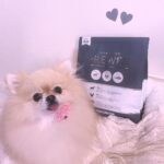 Yasuda Momone Instagram - こはのごはん🐶💞 ˖ ࣪⊹朝倉未来さんプロデュースのドッグフード˖ ࣪⊹ . . . 🎀合成添加物は使用せず、安心安全にこだわったヒューマングレード品質のドッグフード ↓ 涙やけの要因になりやすいオイルコーティングは不使用！ 🎀善玉菌を増加し腸内環境を整える「クマザサ」や、筋肉の合成に必要な必須アミノ酸の「HMBカルシウム」を配合 ↓ 皮膚と筋肉の健康維持ができる！ 🎀「殺処分ゼロ」の実現を目指して売上の一部を保護犬猫団体へ支援できる取り組みをしている ↓ 自分も殺処分ゼロに貢献できる！ 普段、ごはん残すけど、食いつき良すぎて完食しててびっくりした！笑笑 ずっと元気でいてほしいな🫧💓 . . . #PREWAN　#プレワン #PREWANドッグフード #ポメラニアン #doginstagram #doglife