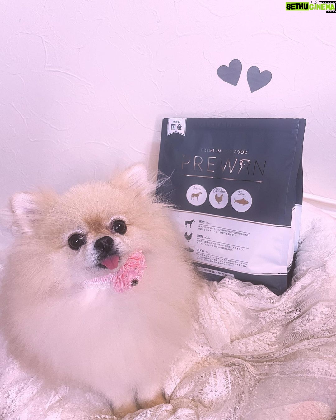 Yasuda Momone Instagram - こはのごはん🐶💞 ˖ ࣪⊹朝倉未来さんプロデュースのドッグフード˖ ࣪⊹ . . . 🎀合成添加物は使用せず、安心安全にこだわったヒューマングレード品質のドッグフード ↓ 涙やけの要因になりやすいオイルコーティングは不使用! 🎀善玉菌を増加し腸内環境を整える「クマザサ」や、筋肉の合成に必要な必須アミノ酸の「HMBカルシウム」を配合 ↓ 皮膚と筋肉の健康維持ができる! 🎀「殺処分ゼロ」の実現を目指して売上の一部を保護犬猫団体へ支援できる取り組みをしている ↓ 自分も殺処分ゼロに貢献できる! 普段、ごはん残すけど、食いつき良すぎて完食しててびっくりした!笑笑 ずっと元気でいてほしいな🫧💓 . . . #PREWAN #プレワン #PREWANドッグフード #ポメラニアン #doginstagram #doglife