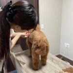 Yasuda Momone Instagram - トリマー試験合格しました🐶✂️ . . . 大好きなワンちゃんのことをもっと知りたくて、興味のあったトリマーの学校に通っていました🎀 人間みたいに話せない動物を扱うのは初めはすごく大変で、勉強させてくれたワンちゃん達に感謝の気持ちでいっぱいです💗💗 筆記試験と実技試験があって真っ白のかわいいトイプードルのカットをしました🐩✂️ 写真のトイプードルちゃんは試験練習のために協力してくれたんです🥺ありがとうございました☁️🫧 資格取得できたことで自信はつきましたがまだまだ未熟です。 また次のステップに進んでいきたいと思います☺️ みなさんいつも応援してくれてありがとうございます🫶🏻 がんばる🍑 #トリマー #いぬすたぐらむ #4枚目はこはちゃん #桃尻カット