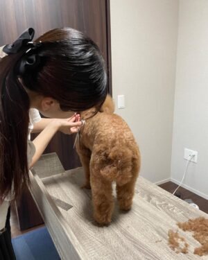 Yasuda Momone Instagram - トリマー試験合格しました🐶✂️
.
.
.
大好きなワンちゃんのことをもっと知りたくて、興味のあったトリマーの学校に通っていました🎀

人間みたいに話せない動物を扱うのは初めはすごく大変で、勉強させてくれたワンちゃん達に感謝の気持ちでいっぱいです💗💗

筆記試験と実技試験があって真っ白のかわいいトイプードルのカットをしました🐩✂️

写真のトイプードルちゃんは試験練習のために協力してくれたんです🥺ありがとうございました☁️🫧

資格取得できたことで自信はつきましたがまだまだ未熟です。
また次のステップに進んでいきたいと思います☺️

みなさんいつも応援してくれてありがとうございます🫶🏻
がんばる🍑

#トリマー #いぬすたぐらむ 
#4枚目はこはちゃん
#桃尻カット