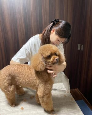 Yasuda Momone Instagram - トリマー試験合格しました🐶✂️
.
.
.
大好きなワンちゃんのことをもっと知りたくて、興味のあったトリマーの学校に通っていました🎀

人間みたいに話せない動物を扱うのは初めはすごく大変で、勉強させてくれたワンちゃん達に感謝の気持ちでいっぱいです💗💗

筆記試験と実技試験があって真っ白のかわいいトイプードルのカットをしました🐩✂️

写真のトイプードルちゃんは試験練習のために協力してくれたんです🥺ありがとうございました☁️🫧

資格取得できたことで自信はつきましたがまだまだ未熟です。
また次のステップに進んでいきたいと思います☺️

みなさんいつも応援してくれてありがとうございます🫶🏻
がんばる🍑

#トリマー #いぬすたぐらむ 
#4枚目はこはちゃん
#桃尻カット