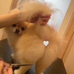 Yasuda Momone Instagram - トリマー試験合格しました🐶✂️ . . . 大好きなワンちゃんのことをもっと知りたくて、興味のあったトリマーの学校に通っていました🎀 人間みたいに話せない動物を扱うのは初めはすごく大変で、勉強させてくれたワンちゃん達に感謝の気持ちでいっぱいです💗💗 筆記試験と実技試験があって真っ白のかわいいトイプードルのカットをしました🐩✂️ 写真のトイプードルちゃんは試験練習のために協力してくれたんです🥺ありがとうございました☁️🫧 資格取得できたことで自信はつきましたがまだまだ未熟です。 また次のステップに進んでいきたいと思います☺️ みなさんいつも応援してくれてありがとうございます🫶🏻 がんばる🍑 #トリマー #いぬすたぐらむ #4枚目はこはちゃん #桃尻カット