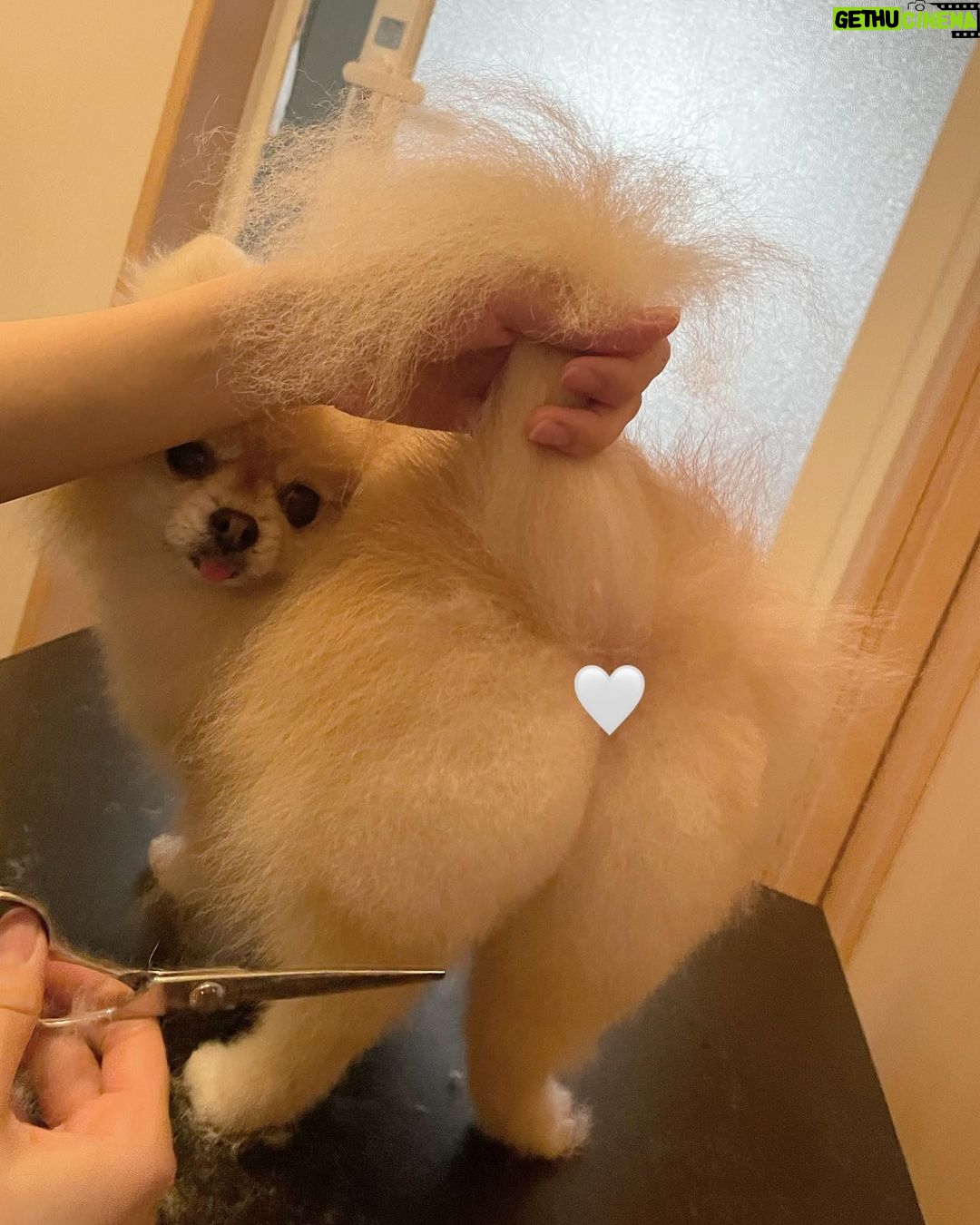 Yasuda Momone - 2.6K Likes - トリマー試験合格しました🐶✂️
.
.
.
大好きなワンちゃんのことをもっと知りたくて、興味のあったトリマーの学校に通っていました🎀
人間みたいに話せない動物を扱うのは初めはすごく大変で、勉強させてくれたワンちゃん達に感謝の気持ちでいっぱいです💗💗
筆記試験と実技試験があって真っ白のかわいいトイプードルのカットをしました🐩✂️
写真のトイプードルちゃんは試験練習のために協力してくれたんです🥺ありがとうございました☁️🫧
資格取得できたことで自信はつきましたがまだまだ未熟です。
また次のステップに進んでいきたいと思います☺️
みなさんいつも応援してくれてありがとうございます🫶🏻
がんばる🍑
#トリマー #いぬすたぐらむ
#4枚目はこはちゃん
#桃尻カット