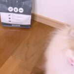 Yasuda Momone Instagram - こはのごはん🐶💞 ˖ ࣪⊹朝倉未来さんプロデュースのドッグフード˖ ࣪⊹ . . . 🎀合成添加物は使用せず、安心安全にこだわったヒューマングレード品質のドッグフード ↓ 涙やけの要因になりやすいオイルコーティングは不使用！ 🎀善玉菌を増加し腸内環境を整える「クマザサ」や、筋肉の合成に必要な必須アミノ酸の「HMBカルシウム」を配合 ↓ 皮膚と筋肉の健康維持ができる！ 🎀「殺処分ゼロ」の実現を目指して売上の一部を保護犬猫団体へ支援できる取り組みをしている ↓ 自分も殺処分ゼロに貢献できる！ 普段、ごはん残すけど、食いつき良すぎて完食しててびっくりした！笑笑 ずっと元気でいてほしいな🫧💓 . . . #PREWAN　#プレワン #PREWANドッグフード #ポメラニアン #doginstagram #doglife