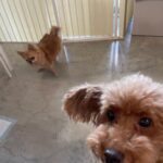 Yasuda Momone Instagram - ドッグカフェに行ってきました🐶 . . . わんちゃんメニューもいっぱいあったのでオススメです☺️ 保護犬活動もされていて、とってもかわいいわんちゃんと触れ合えました💓 トイプードルちゃんはずっと元気いっぱいでたくさんなでさせてくれました💞 犬にも人にもフレンドリーでした🫧 チワワちゃんは怖がりみたいで 初めは自分のベッドからなかなか出てこなかったけど、時間が経つにつれて自分から近づいてきてくれました💖かわいすぎる😮‍💨 癒されました🐾 . . . #保護犬のいるドッグカフェゼロ #犬 #保護犬カフェ #トイプードル #チワワ #犬スタグラム #いぬすたぐらむ #犬のいる暮らし #犬同伴カフェ #osaka #dog #dogstagram