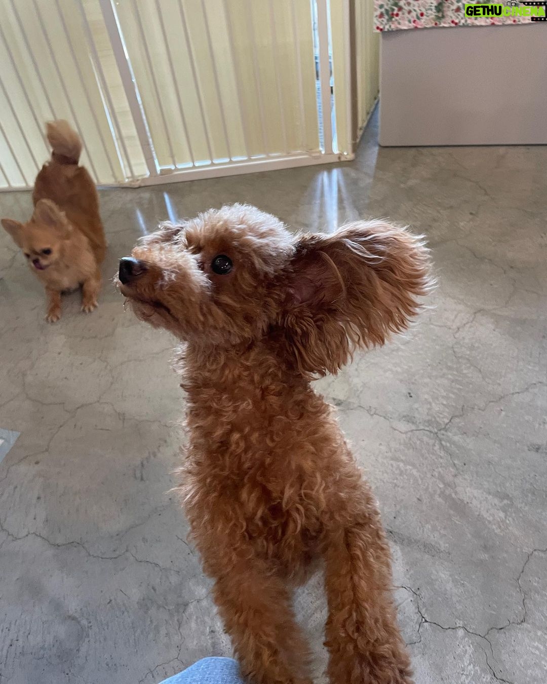 Yasuda Momone Instagram - ドッグカフェに行ってきました🐶 . . . わんちゃんメニューもいっぱいあったのでオススメです☺️ 保護犬活動もされていて、とってもかわいいわんちゃんと触れ合えました💓 トイプードルちゃんはずっと元気いっぱいでたくさんなでさせてくれました💞 犬にも人にもフレンドリーでした🫧 チワワちゃんは怖がりみたいで 初めは自分のベッドからなかなか出てこなかったけど、時間が経つにつれて自分から近づいてきてくれました💖かわいすぎる😮💨 癒されました🐾 . . . #保護犬のいるドッグカフェゼロ #犬 #保護犬カフェ #トイプードル #チワワ #犬スタグラム #いぬすたぐらむ #犬のいる暮らし #犬同伴カフェ #osaka #dog #dogstagram