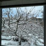 Yasuko Mitsuura Instagram - えらい雪だよ。読書しよう。カナダライフ連載してます。