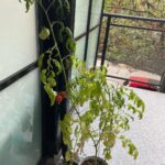 Yasuko Mitsuura Instagram - 食品の高騰対策で植えたのですが、 ぐんぐん伸びて　 重みで茎が折れて それでも実は赤くなります。 トマトすげえ。 It grew fast and fast. The stems broke. And still the tomatoes turn red . Awesome !!