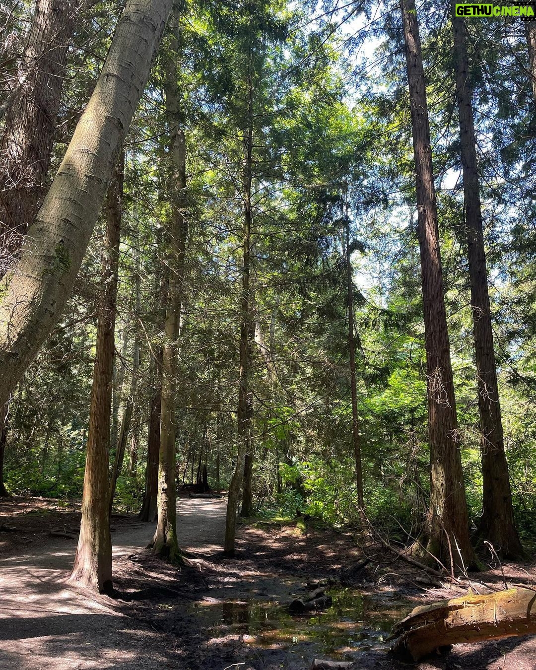 Yasuko Mitsuura Instagram - I went hiking ,please enjoy the clean air.