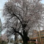Yasuko Mitsuura Instagram – Spring has come in Vancouver. 
バンクーバーに春が来たよ