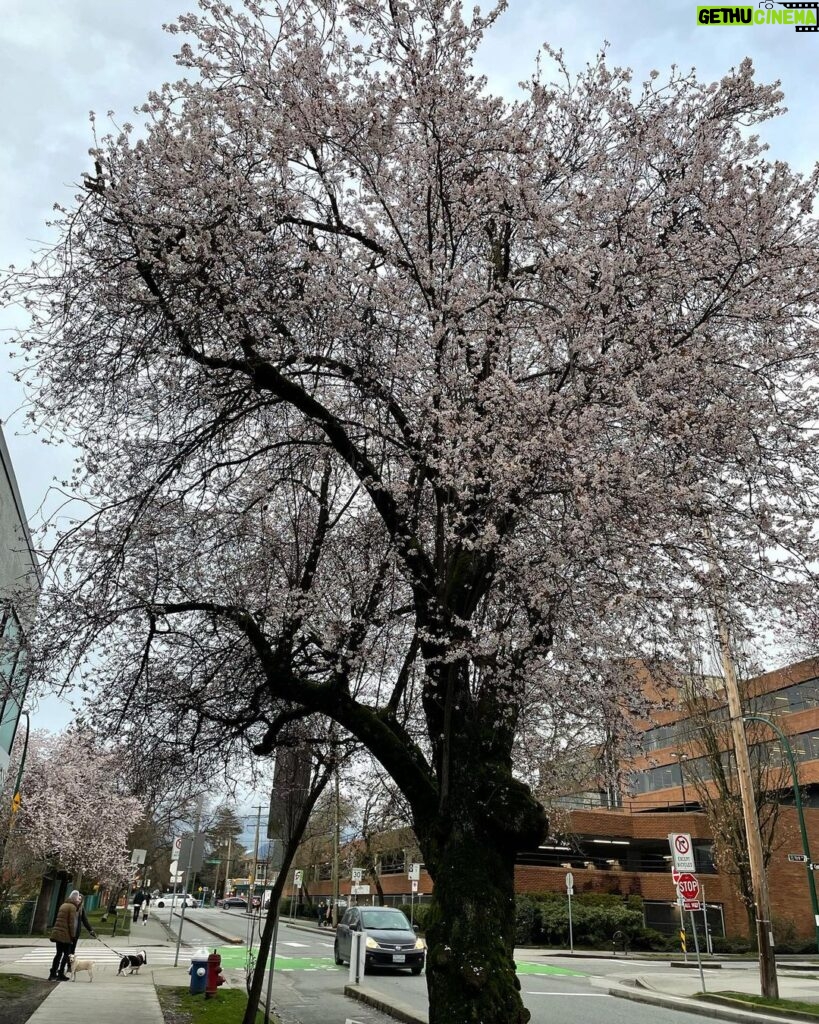 Yasuko Mitsuura Instagram - Spring has come in Vancouver. バンクーバーに春が来たよ