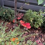 Yasuko Mitsuura Instagram - I found mushrooms in my neighbourhoods