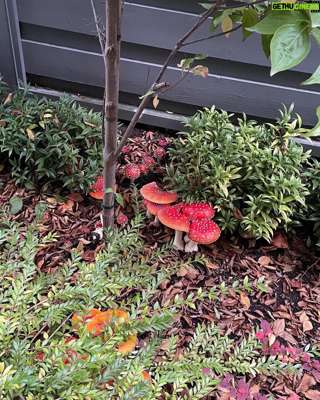 Yasuko Mitsuura Instagram - I found mushrooms in my neighbourhoods