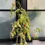 Yasuko Mitsuura Instagram - 食品の高騰対策で植えたのですが、 ぐんぐん伸びて　 重みで茎が折れて それでも実は赤くなります。 トマトすげえ。 It grew fast and fast. The stems broke. And still the tomatoes turn red . Awesome !!