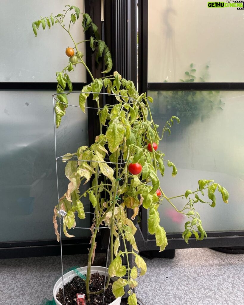 Yasuko Mitsuura Instagram - 食品の高騰対策で植えたのですが、 ぐんぐん伸びて　 重みで茎が折れて それでも実は赤くなります。 トマトすげえ。 It grew fast and fast. The stems broke. And still the tomatoes turn red . Awesome !!