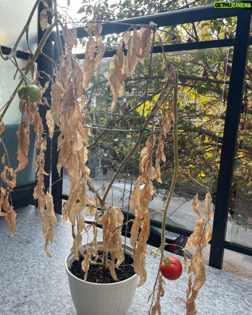 Yasuko Mitsuura Instagram - 食品の高騰対策で植えたのですが、 ぐんぐん伸びて　 重みで茎が折れて それでも実は赤くなります。 トマトすげえ。 It grew fast and fast. The stems broke. And still the tomatoes turn red . Awesome !!