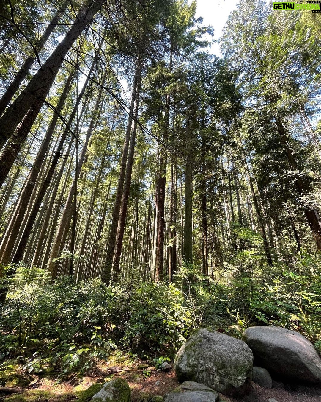 Yasuko Mitsuura Instagram - I went hiking ,please enjoy the clean air.
