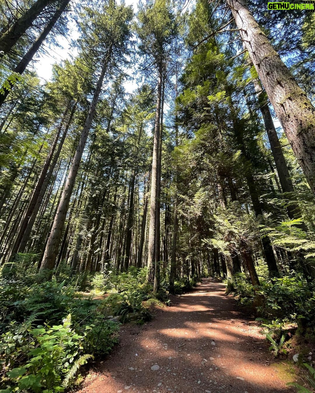 Yasuko Mitsuura Instagram - I went hiking ,please enjoy the clean air.