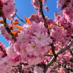 Yasuko Mitsuura Instagram – 花が綺麗すぎる。
Stunning flowers