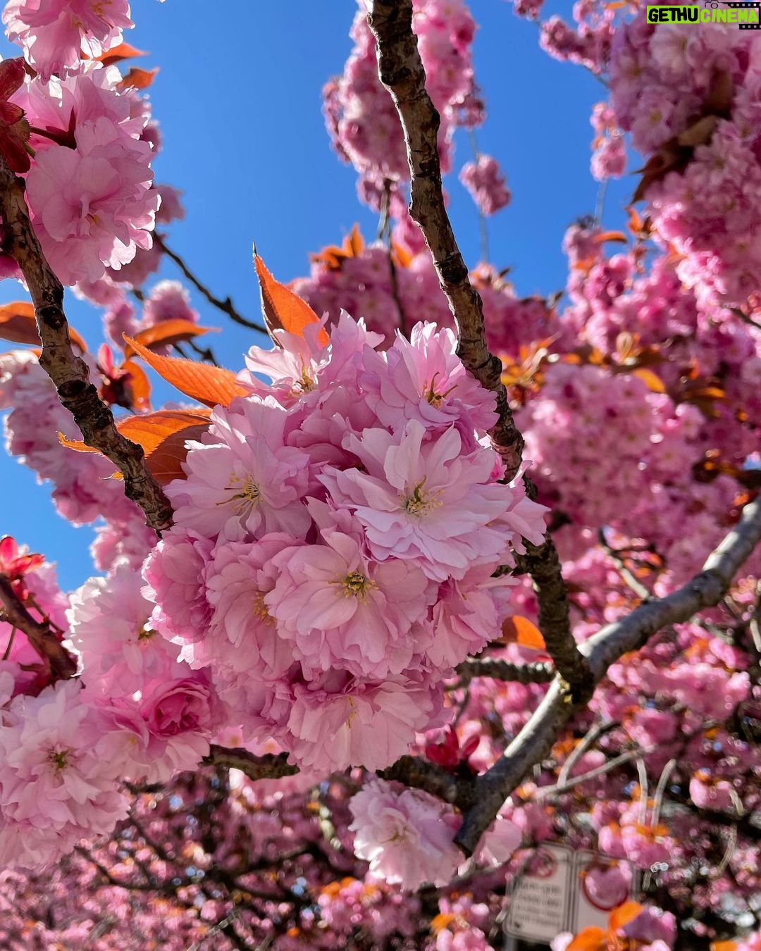 Yasuko Mitsuura Instagram - 花が綺麗すぎる。 Stunning flowers