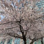Yasuko Mitsuura Instagram –