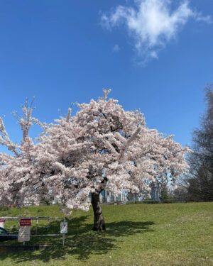 Yasuko Mitsuura Instagram - キレイな桜を見るとその下でお寿司が食べたくなる。
誰もいない桜を見つけた！
お寿司を取り出し、まずは記念写真を、ともたもた写真を撮っていたら、カラス3カップル、6匹に囲まれていた。怖い！　逃げた。
だから誰も桜の下でお寿司を食べないんだな、と思った。