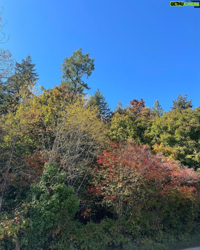 Yasuko Mitsuura Instagram - 秋晴れの日にハイキングに行って、帰りに可愛いカフェに寄りました。インスタらしい写真を載せました。
