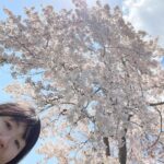 Yasuko Mitsuura Instagram - キレイな桜を見るとその下でお寿司が食べたくなる。 誰もいない桜を見つけた！ お寿司を取り出し、まずは記念写真を、ともたもた写真を撮っていたら、カラス3カップル、6匹に囲まれていた。怖い！　逃げた。 だから誰も桜の下でお寿司を食べないんだな、と思った。